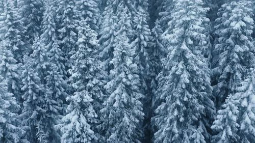 Cinematic Aerial Top View of Frozen Spruce Forest North Christmas Winter Nature