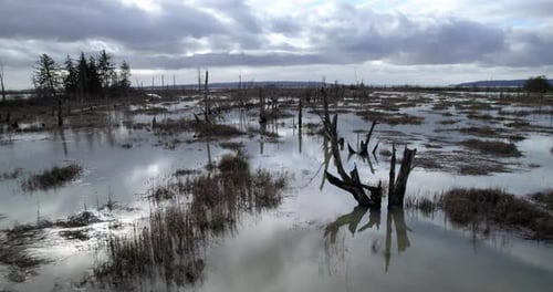 Dramatic Backwards Drone Flight In Swamp Wetlands With Vertigo Effect