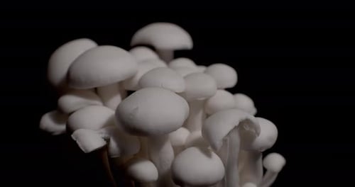 Cluster of White Beech Mushrooms Against Black Background
