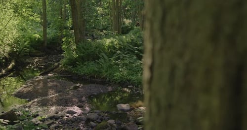 Mountain stream in a lush green forest. Camera glides from behind a tree trunk to reveal a captivati