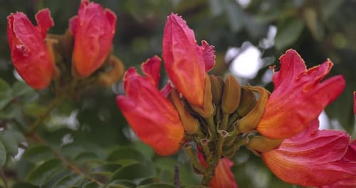 African Tulip tree flower in bloom on summer day - close up revolving shot