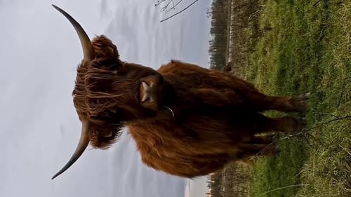 Majestic Highland Cow Standing in Grassy Field