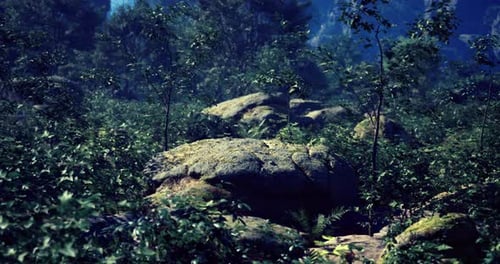Lush Green Forest with Large Moss Covered Rocks in a Serene Landscape