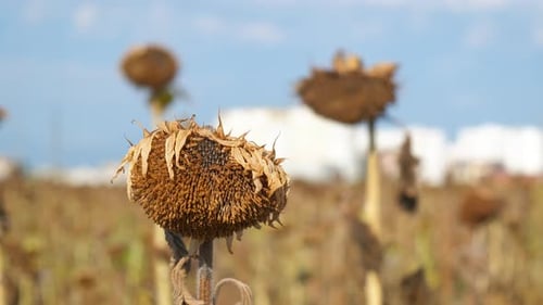 Sonnenblumen haben die Ernte auf trockenem Feld aufgegeben