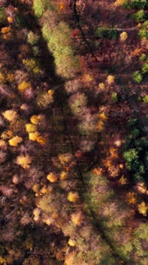 Fall forest with colorful bright yellow and green trees. Vertical video
