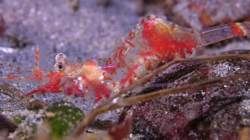 Cherry shrimp close-up