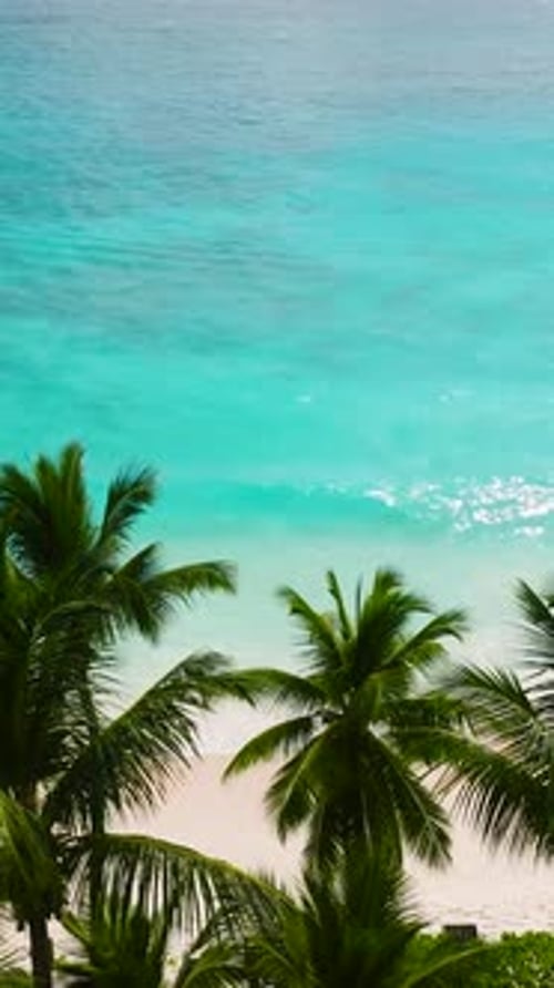 Palm Trees and Turquoise Ocean Water on a Sunny Beach Seychelles Mahe