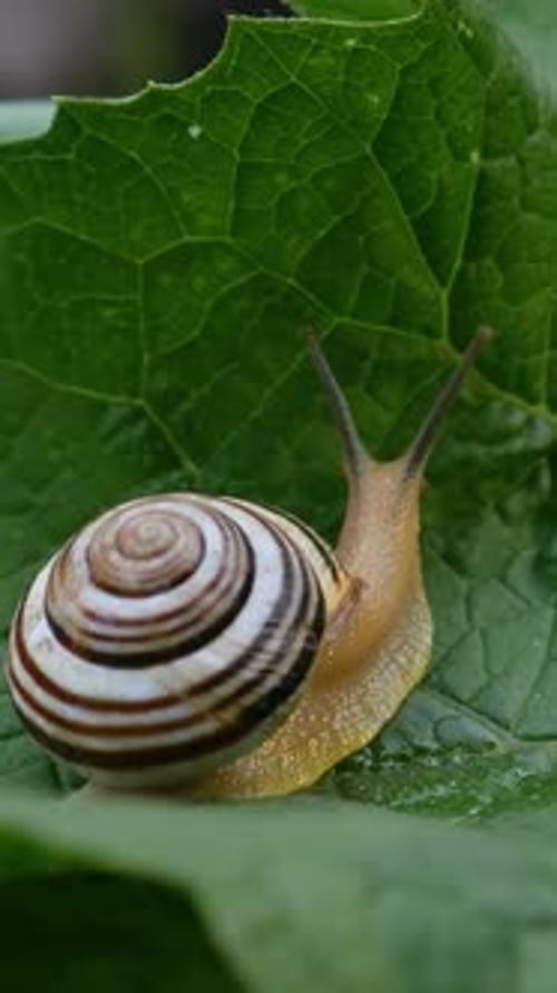 Nature Detail of Striped Snail on Green Leaf