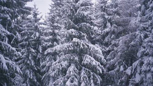 Está nevando no fundo da floresta de inverno