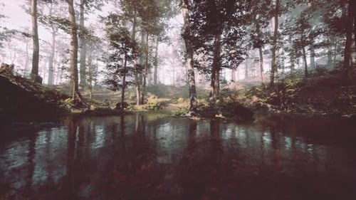 Morning Light Filters Through the Trees Casting a Serene Glow on a Forest Pond