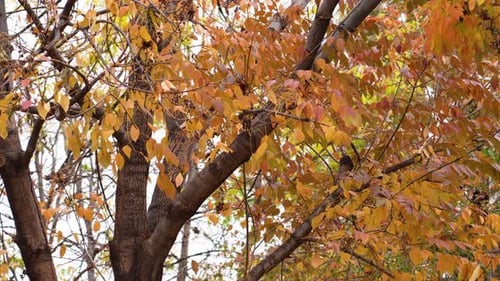 Several Orange and Red Leaves Falling Out Of a Tree Durring the Autumn Season and Blowing in the Win