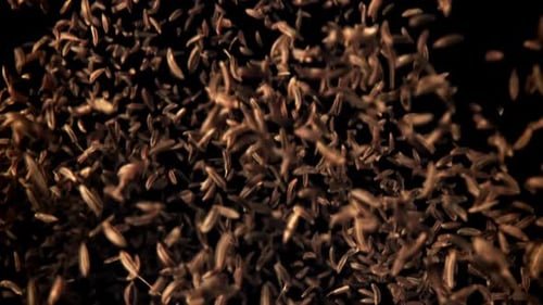 Cumin Flies Up and Down Filmed on a Highspeed Camera at 1000 Fps
