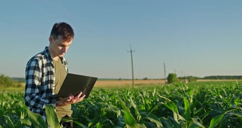 Young Farmer Standing Alone in a Green Cornfield Using a Laptop to Study Crop Conditions and Analyze
