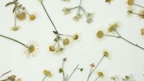 Dried Flowers and Daisies on White Surface
