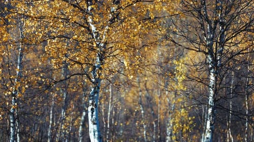 A peaceful forest scene with the vibrant yellow leaves of birch trees. Leaves slowly fall from the d