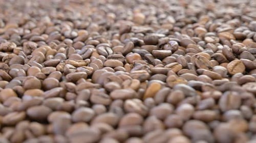 Coffee Seeds Moving on a Conveyor Belt