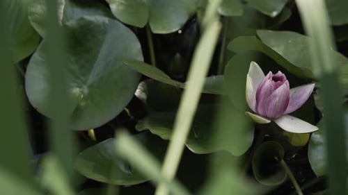 Blooming lotus flower surrounded by green leaves, close up view