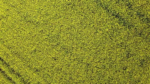 rapeseed blooming yellow field in fresh breeze, aerial rotating shot