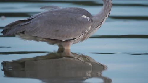 Wild Richmond Park Heron Bird in Calm Peaceful Lake with Small Rippling Waves, Close Up Beautiful Bi