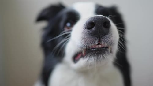 Dangerous Angry Dog Aggressive Puppy Dog Border Collie Baring Teeth Fangs Looking Aggressive
