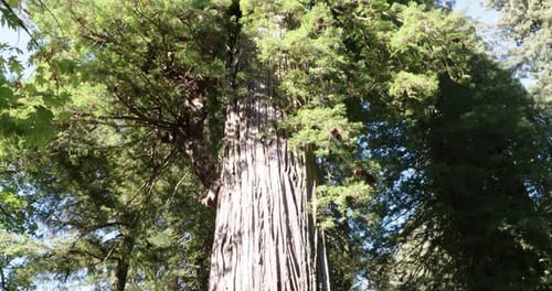 Big Tree in Redwoods, California. Tilt down from limbs to base.