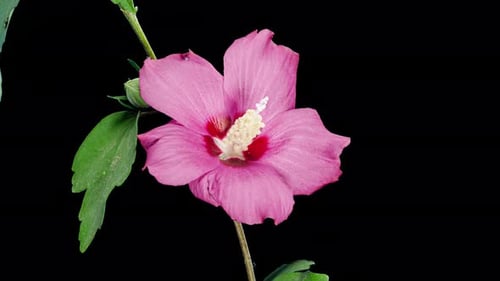 Pink Flower Blooming Time Lapse on Black Background
