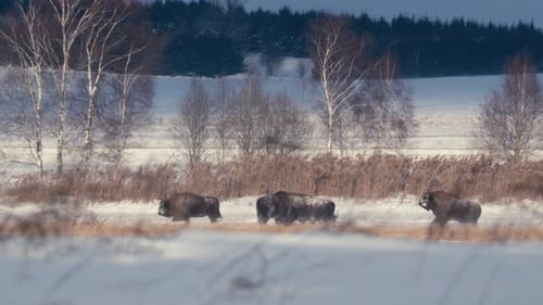 Bisão europeu brincando na floresta nevada da Bielorrússia com luz dourada