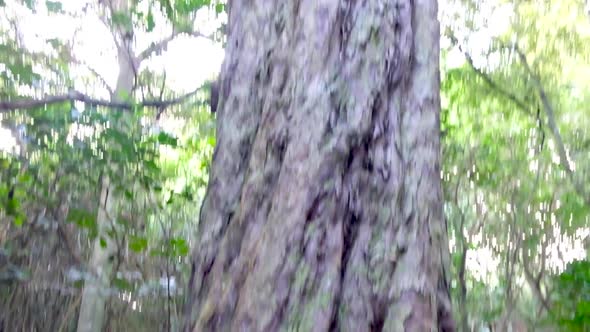 A massive 800 year old Rimu red pine tree towering up into the sky in ...