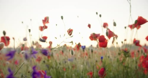 Summer Poppies Field at Sunset