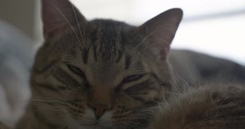 A sleepy cute tabby cat closes his eyes and lies down to sleep