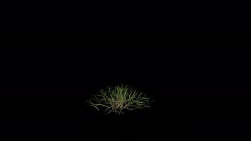 Grass blowing in the wind. Wind blows the Lawn. Alpha Channel. Loop Animation