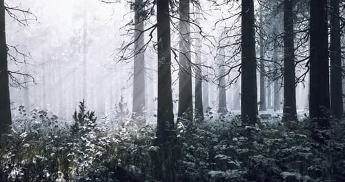 Snow Blankets a Silent Forest at Dawn Revealing a Mystical Winter Wonderland