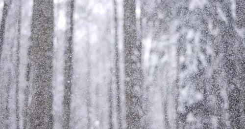 Soft Snowfall in Winter Forest