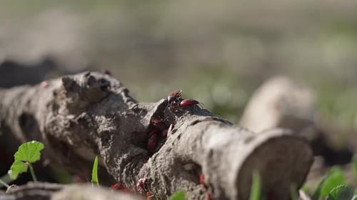 Red plant bugs crawling on a fallen branch.