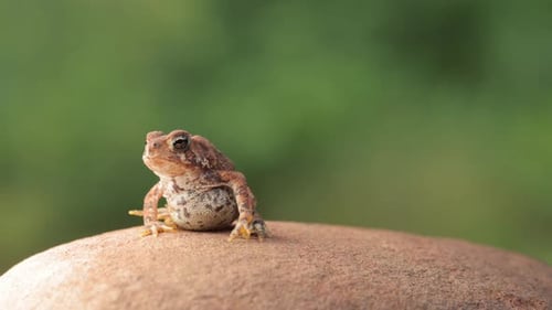 Close-up shot of an American Toad