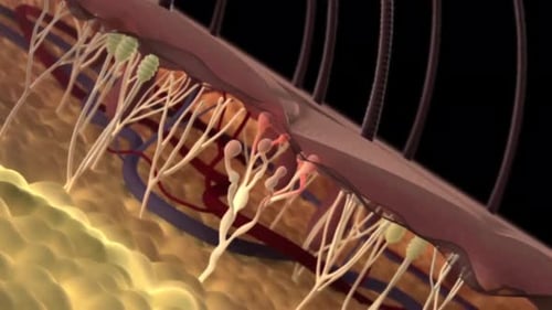 Detailed illustration of human skin structure with nerve endings