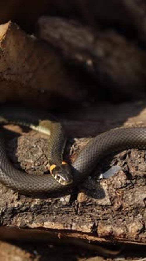 Non-Venomous Snake Resting on Bark