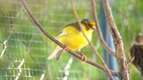 The Atlantic canary bird Serinus canaria , canaries, island canary, canary, or common canaries birds