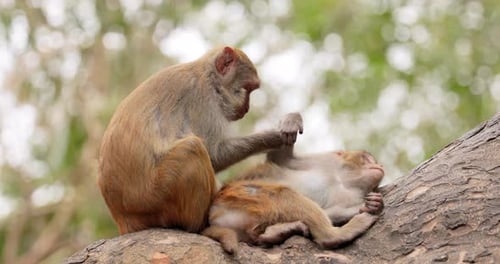 Two Monkeys Grooming Each Other on Tree Branch