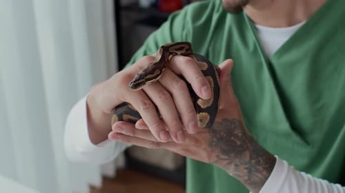 Herpétologue tatoué méconnaissable inspectant un serpent python