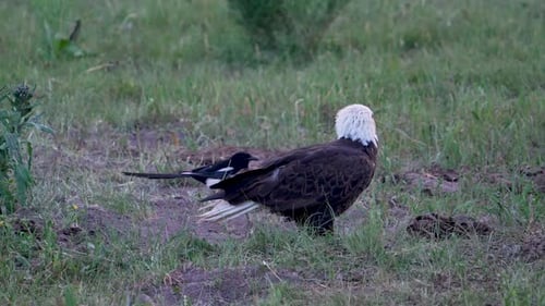 Eine Elster, die auf einer Weide an einem Weißkopfseeadler vorbeigeht