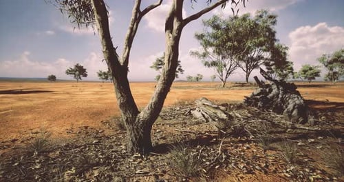 Realistic Australian Outback Landscape with Gum Trees