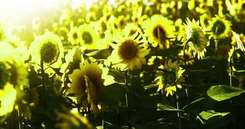 Champ de tournesols fleurissant sous un soleil éclatant pendant la saison estivale