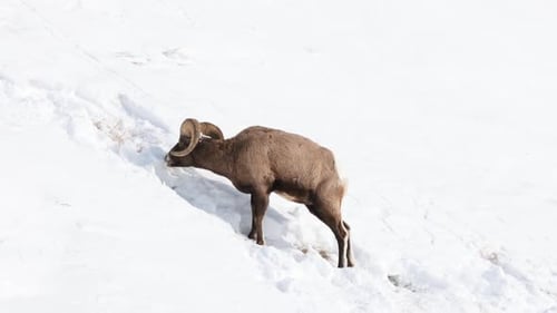 Bighorn sheep grazing in the Winter in Montana