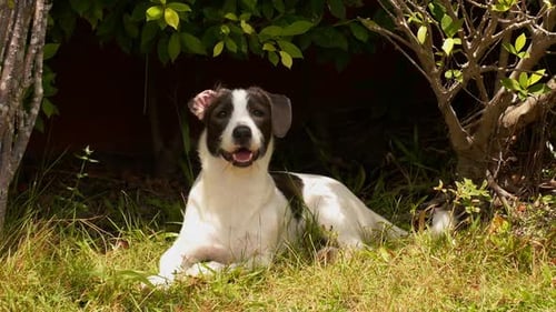 Trauriger Hund, der im Gras im Schatten eines Baumes liegt