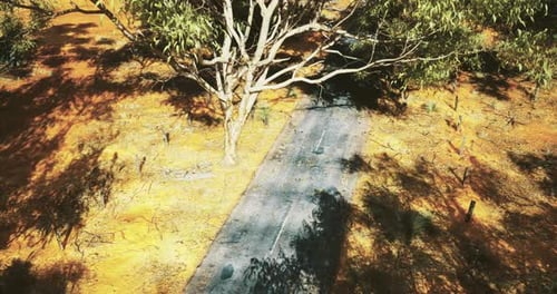 Serene Dirt Road Winding Through Vibrant Landscape During Daylight Hours