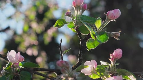 Beautiful Spring Apple Tree Blossom