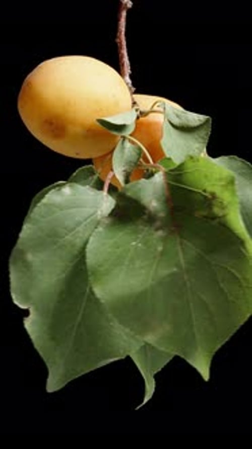 Two ripe apricots are rotating on a branch with green leaves against a black background. Vertical