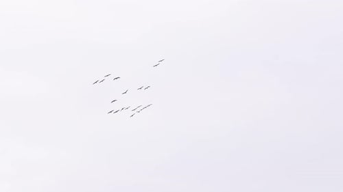 Birds Flying Gracefully in the Light Gray Sky