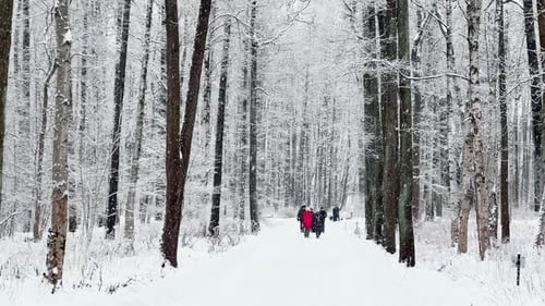 A Snowstorm in a Winter Public Park It is Snowing Heavily Snowflakes are Slowly Falling Tree